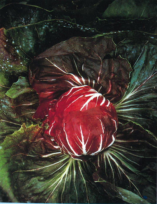 Chicory Palla Rosa