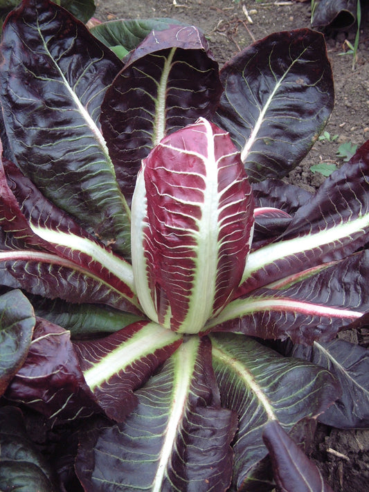 Chicory Rossa di Treviso