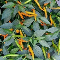 picture of Chilli Orange Tyger