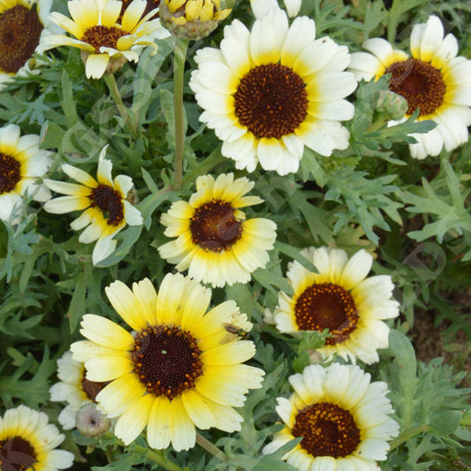 Chrysanthemum Eastern Star