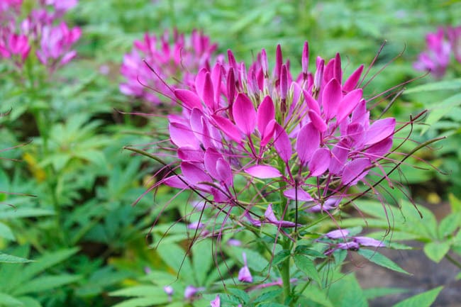 Cleome Cherry Queen