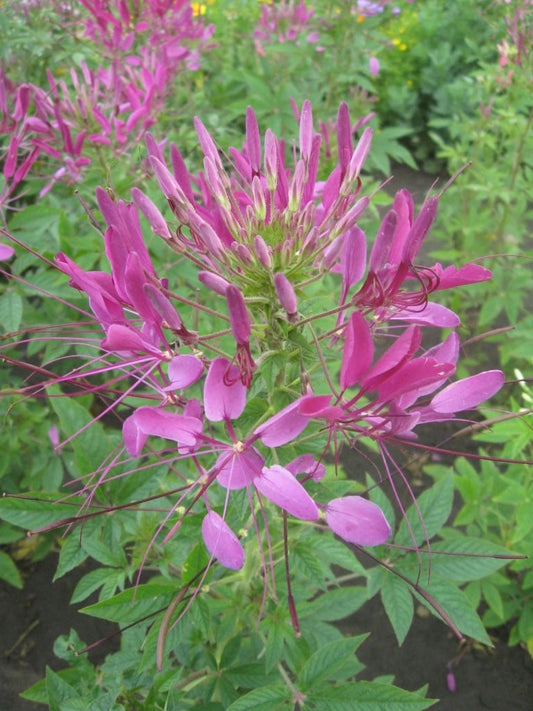 Cleome Violet Queen