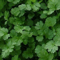 picture of Coriander, Santos