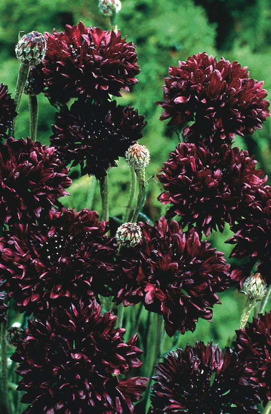 Cornflower Black Ball