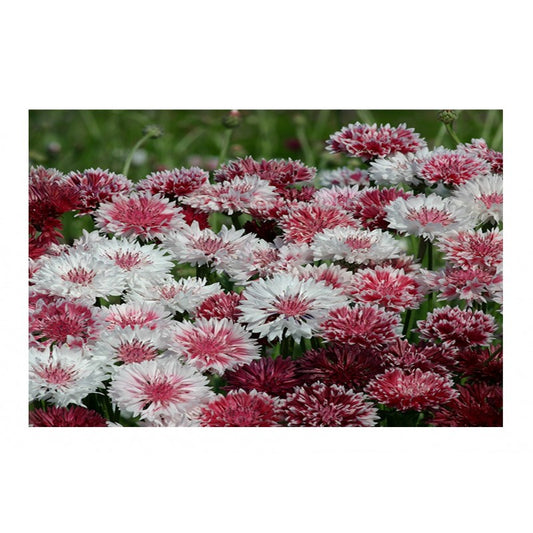 Cornflower Classic Romantic