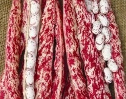 picture of Dwarf French Bean Borlotto Tintoretto