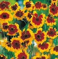 picture of Dyers Coreopsis (Coreopsis tinctoria)
