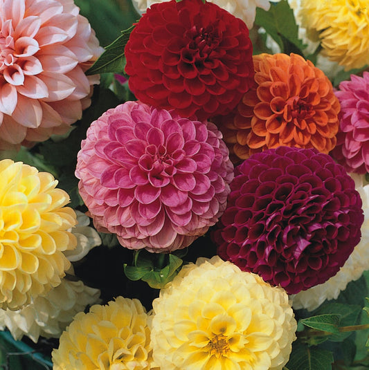 Dahlia Pompone Double Mixed