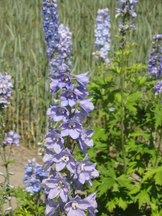 Delphinium Guinevere