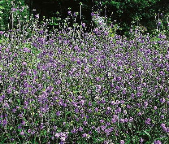Devil’s-bit Scabious