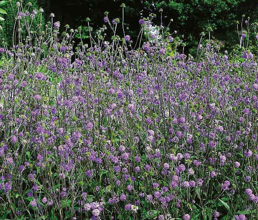 Devil’s-bit Scabious