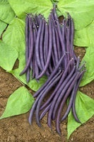 picture of Dwarf French Bean Amethyst
