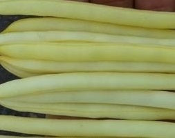 picture of Dwarf French Bean Dior