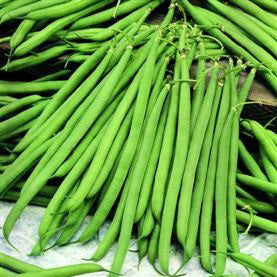 picture of Dwarf French Bean Nautica