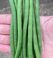 picture of Dwarf French Bean Quartz