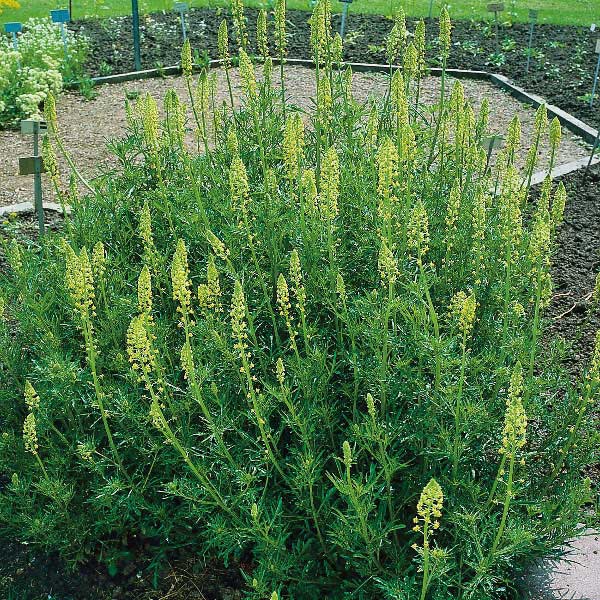 Dyers Weld (Reseda luteola)