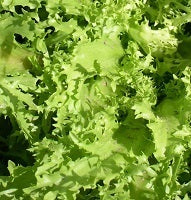 picture of Endive Romanesca da Taglio