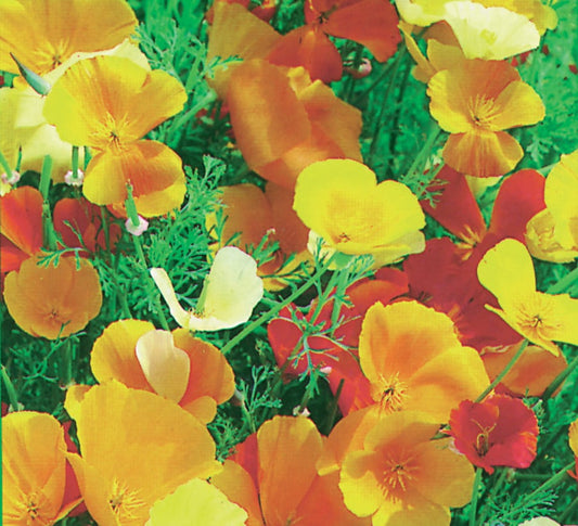 Eschscholtzia Mission Bells (Californian Poppy)