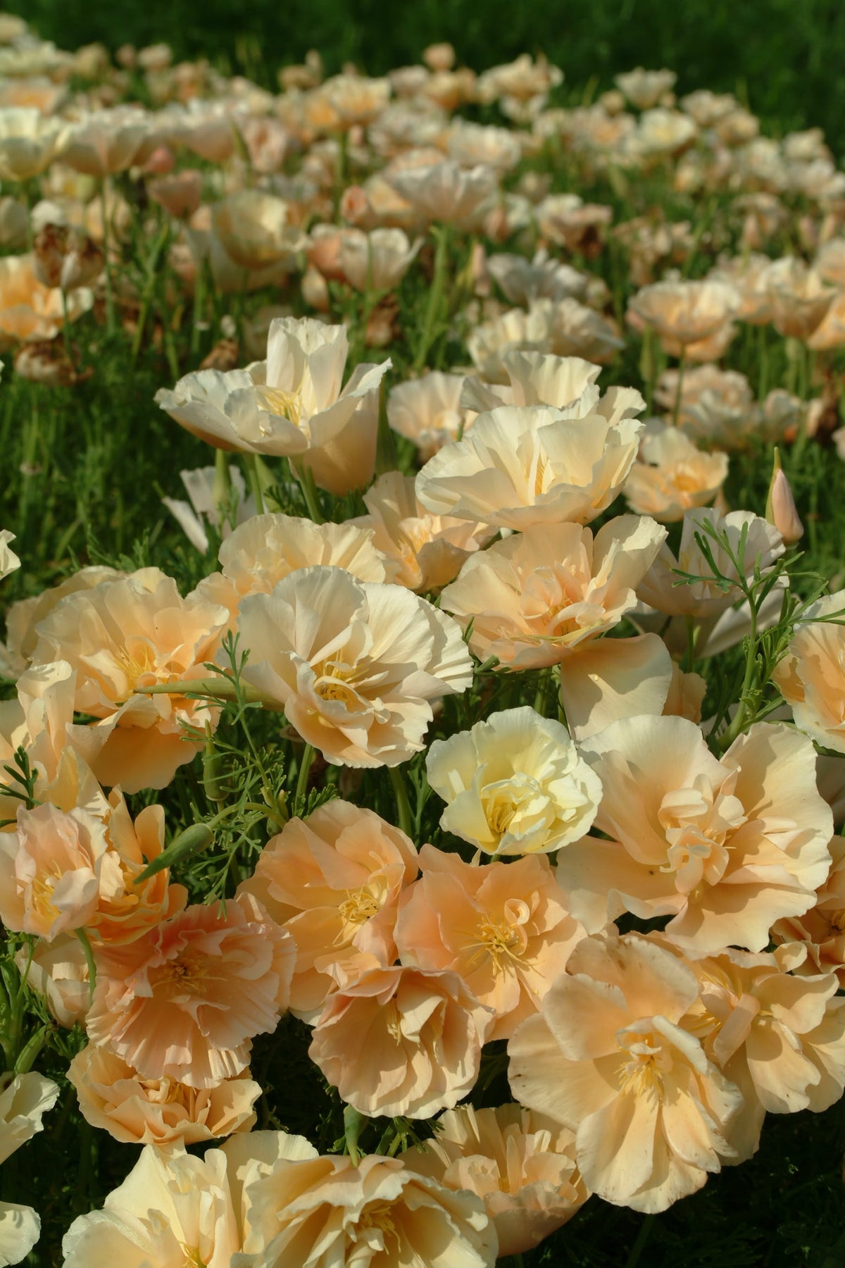 Eschscholzia Peach Sorbet