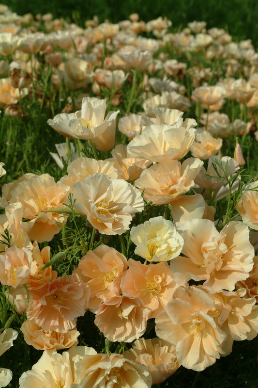 Eschscholzia Peach Sorbet