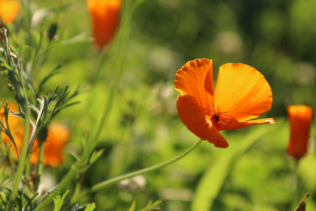 Eschscholzia Mikado