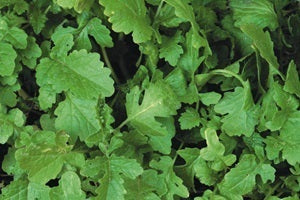 picture of Comfrey