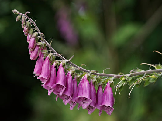 Shady Place Blooms