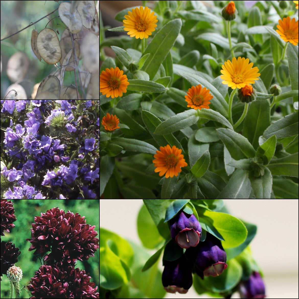Five Early Flowers Collection