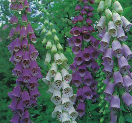 Foxglove Excelsior Mixed