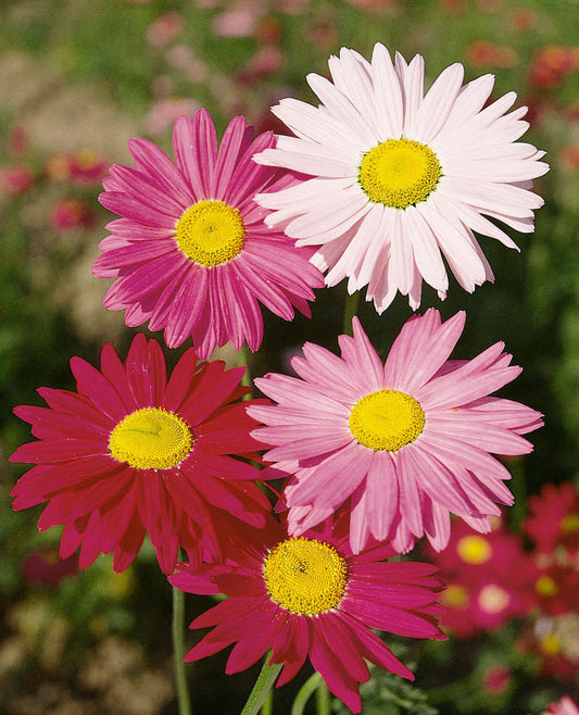 picture of Gaillardia Bloomin Colourful Mix