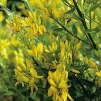 picture of Dyers Greenweed Genista tinctoria