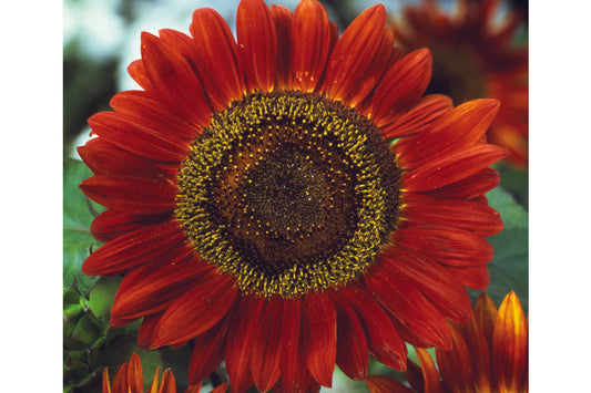 Helianthus Red Sun