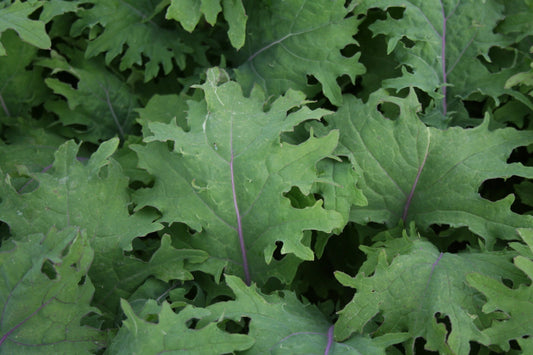 Kale Red Russian Curled