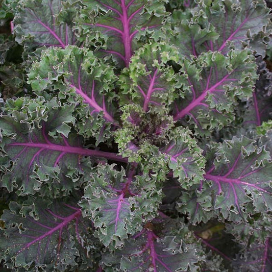 picture of Kale Midnight Sun F1