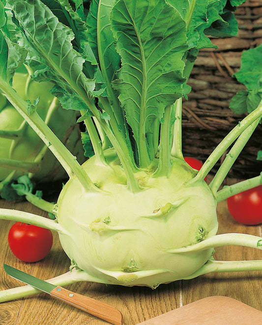 Kohl Rabi Superschmelz