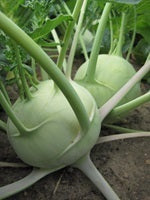 picture of Kohl Rabi Delicacy White