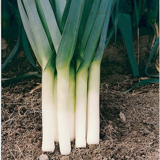 picture of Leek Porbella