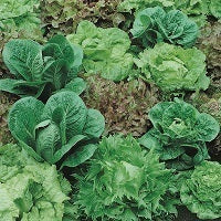 picture of Lettuce Bountiful Blend