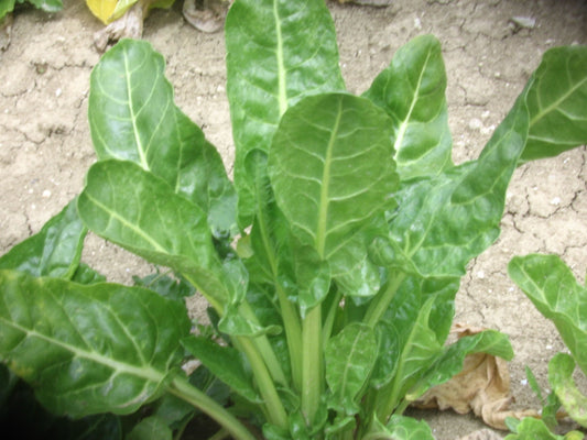 Leaf Beet Erbette