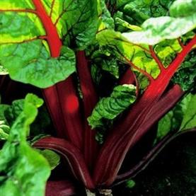 Leaf Beet Rhubarb Red