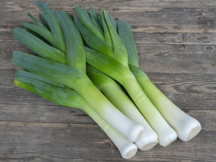 Leek Blue Green Winter Husky