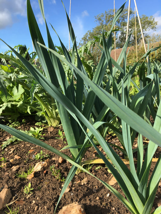 Leek American Blue Flag
