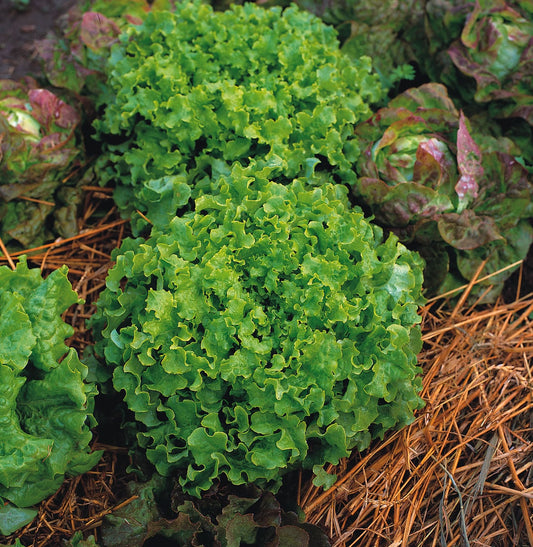 Lettuce Salad Bowl Mix