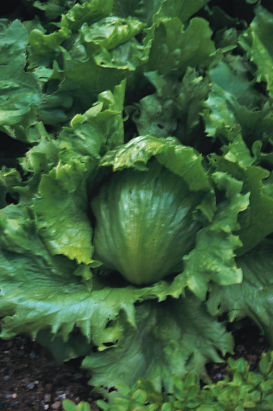 Lettuce Webbs Wonderful