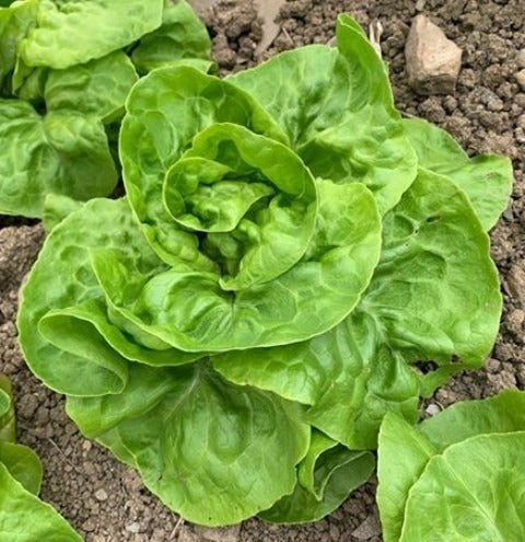 May’s Lettuce Collection