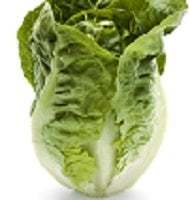 picture of Lettuce Lentissima A Montare (batavian)