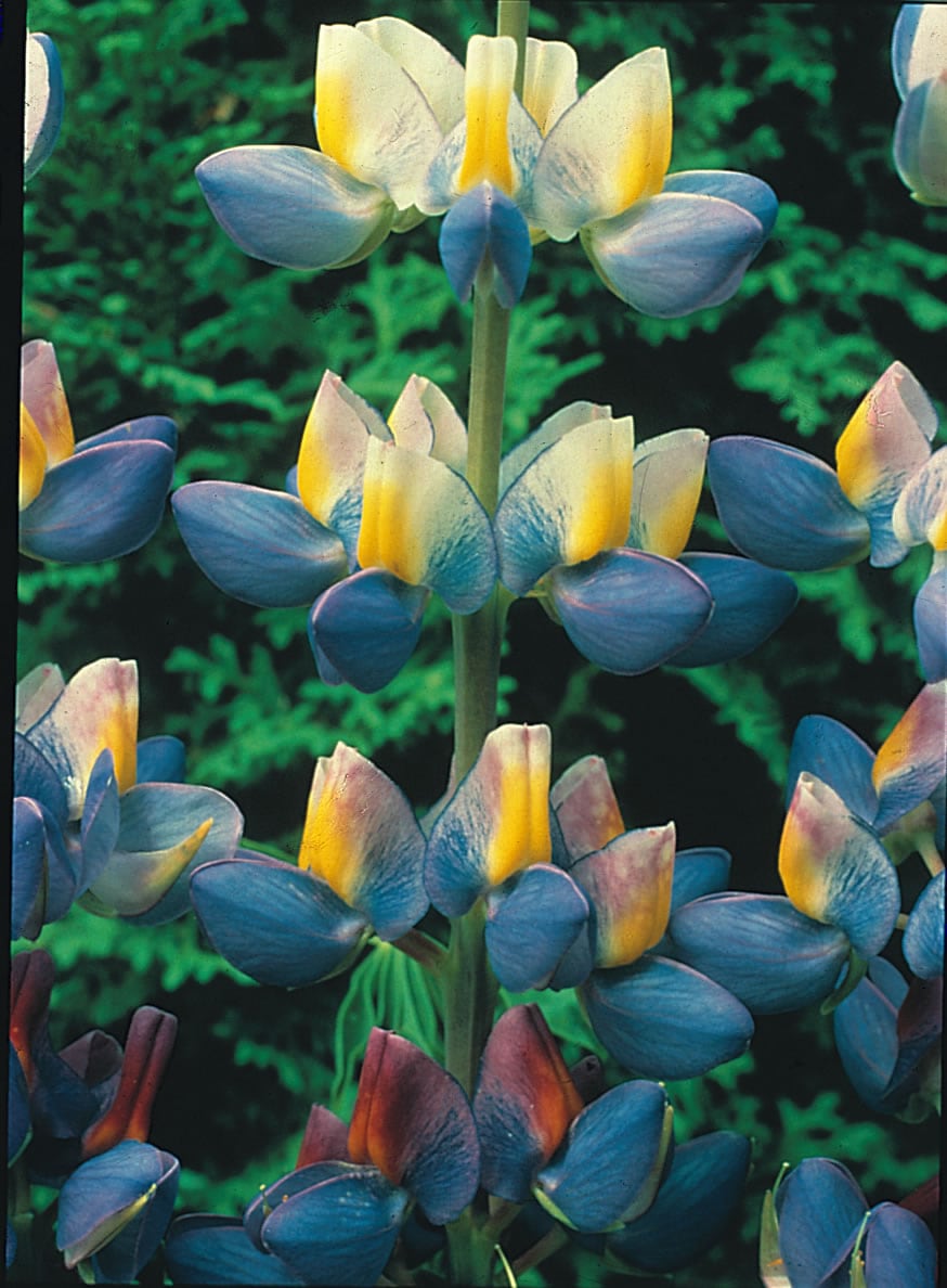 Lupin Sunrise