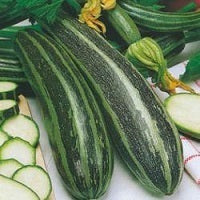 picture of Marrow Long Green Bush