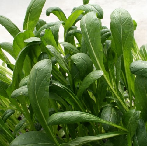 Mibuna