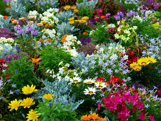 Multicoloured Carpet Flower Mix